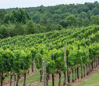 ¿Sabes qué son los vinos biodinámicos? - Wine.com.mx