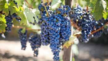 Uvas raras de vino para combatir el cambio climático - Wine.com.mx